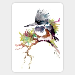 Belted Kingfisher Sticker